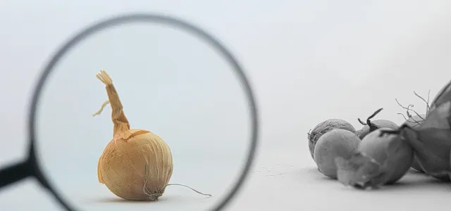 a close up of a magnifying glass with food by Kaptured by Kasia courtesy of Unsplash.